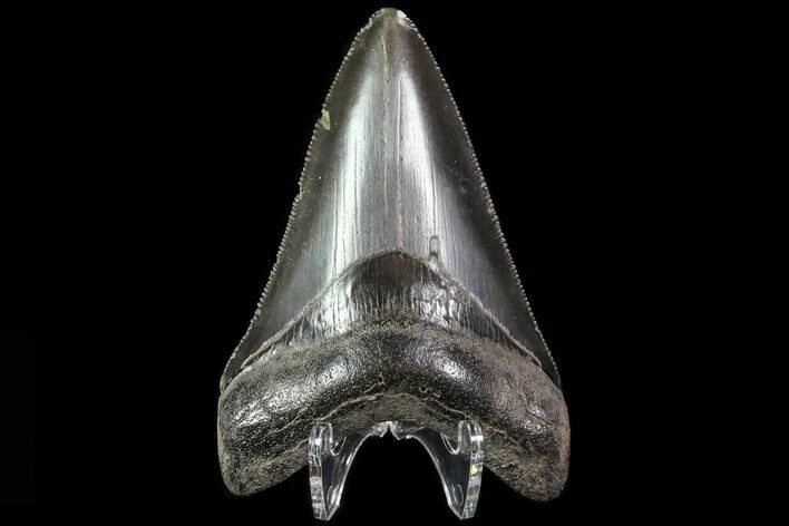 Serrated, Fossil Megalodon Tooth - Glossy Enamel #81689